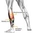 Kép 5/8 - Ultrathin Compression Calf Sleeve Plus (pair) - Ultravékony Kompressziós Vádli Védő Plus (pár)